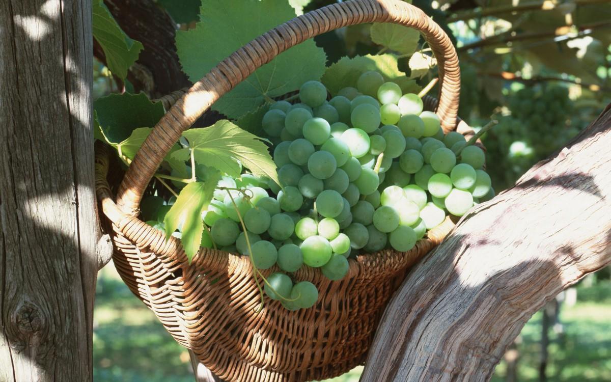 一串串可人的葡萄图片