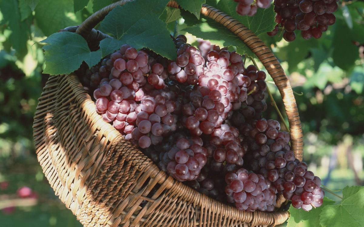 一串串可人的葡萄图片