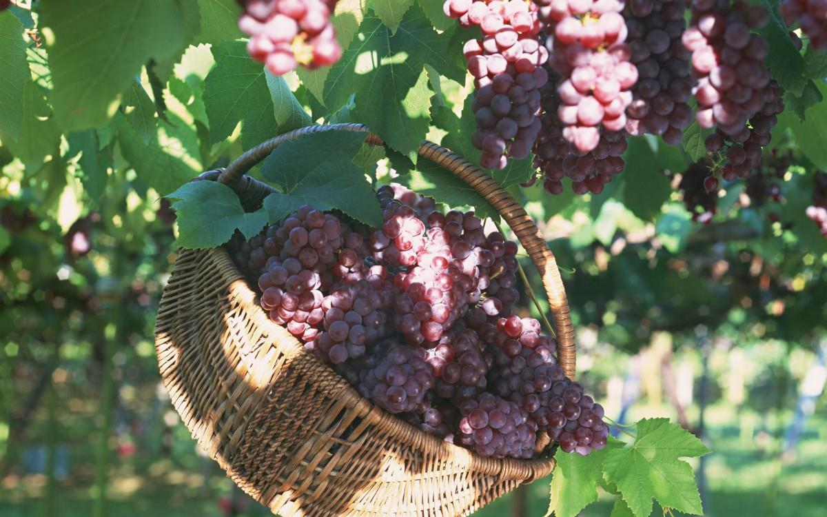 一串串可人的葡萄图片