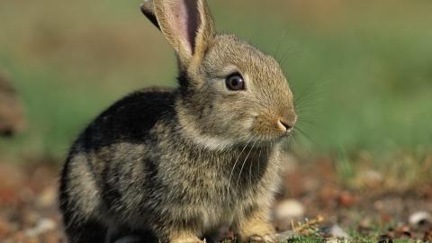 可爱温顺的小兔子图片