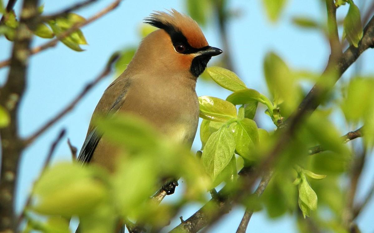 鸟类(太平鸟)图片大全