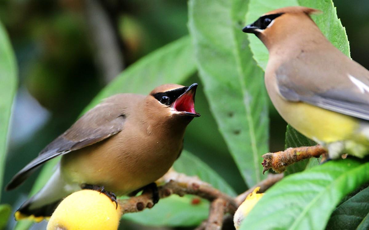 鸟类(太平鸟)图片大全