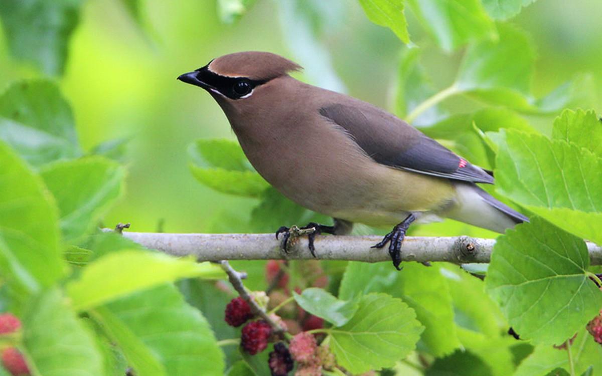 鸟类(太平鸟)图片大全