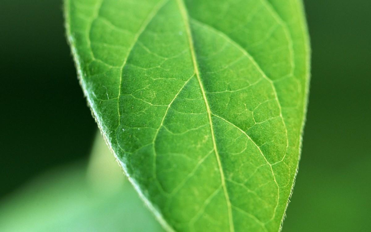 绿叶嫩芽上的水珠图片大全