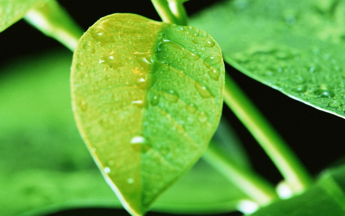 绿叶嫩芽上的水珠图片大全