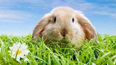 可爱温顺的小兔子图片