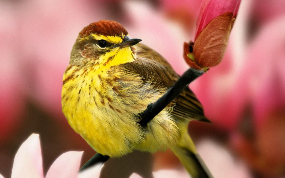 春天里可爱的小鸟图片