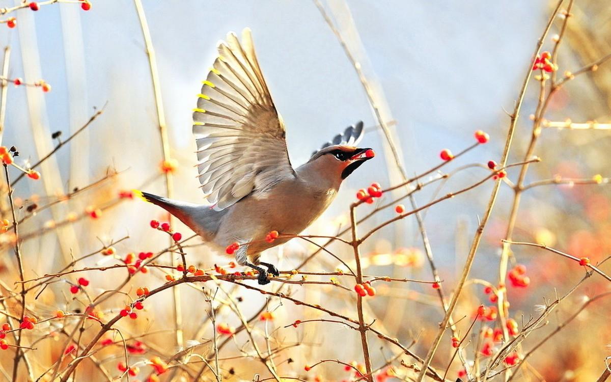 鸟类(太平鸟)图片大全