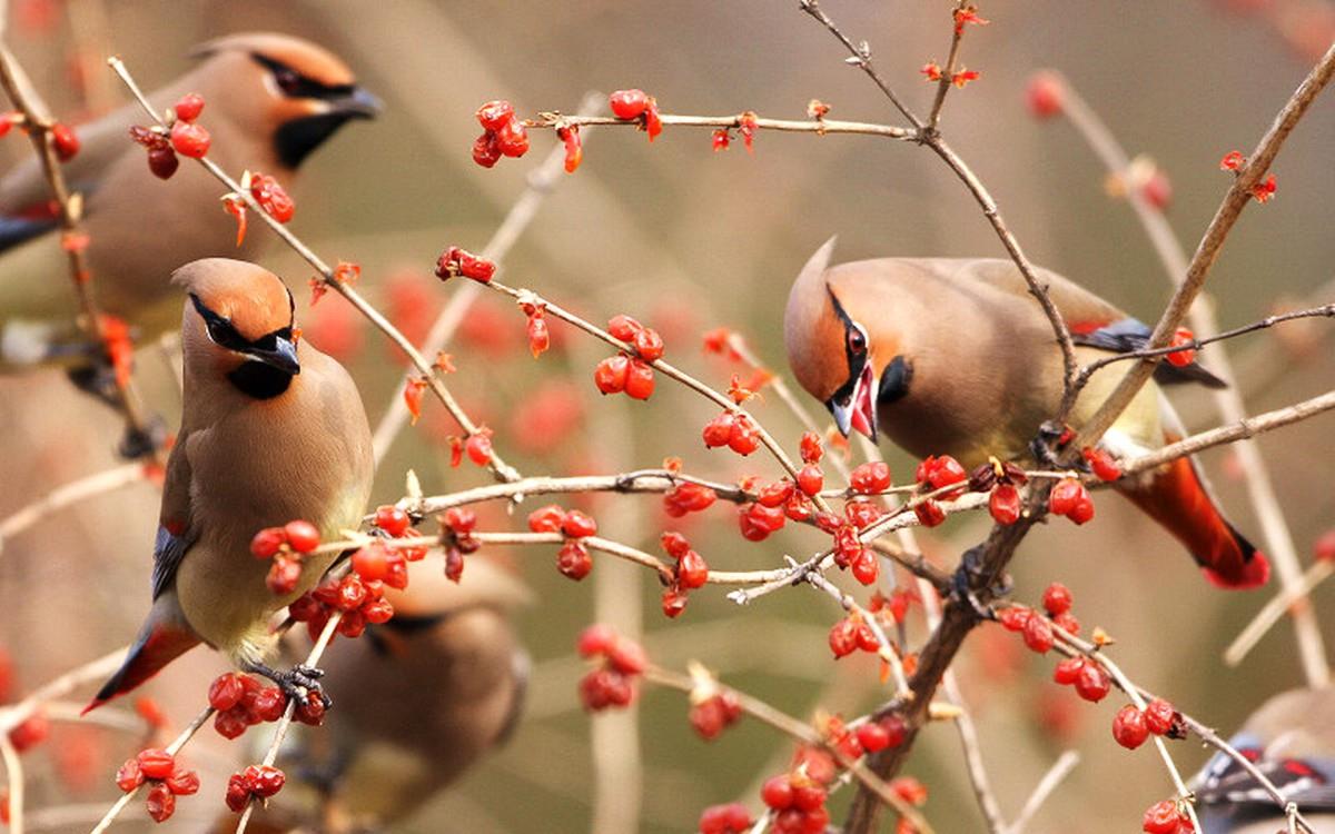鸟类(太平鸟)图片大全