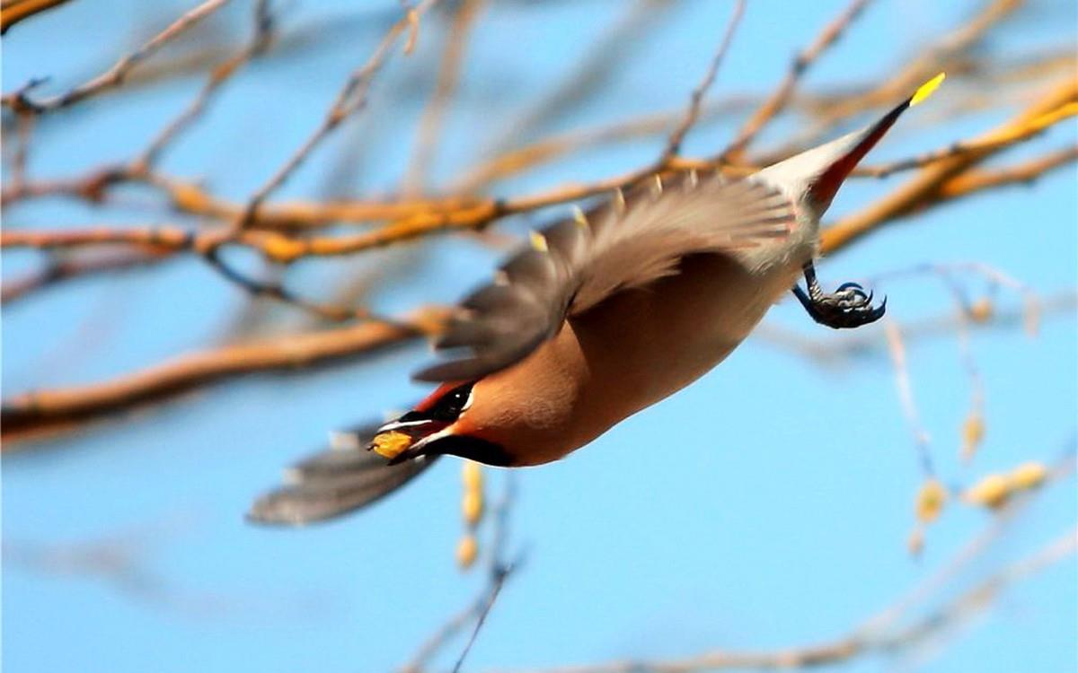 鸟类(太平鸟)图片大全