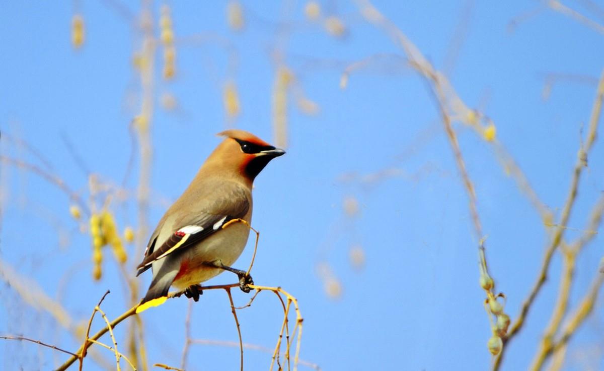 鸟类(太平鸟)图片大全