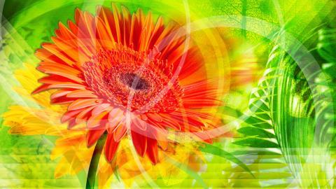 手绘鲜花图案图片