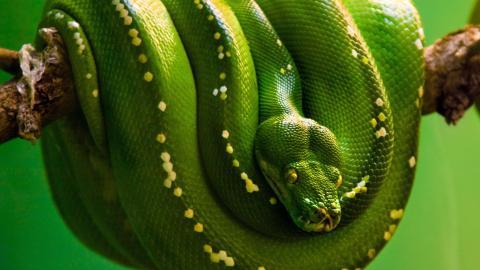 青蛇高清特写图片大全