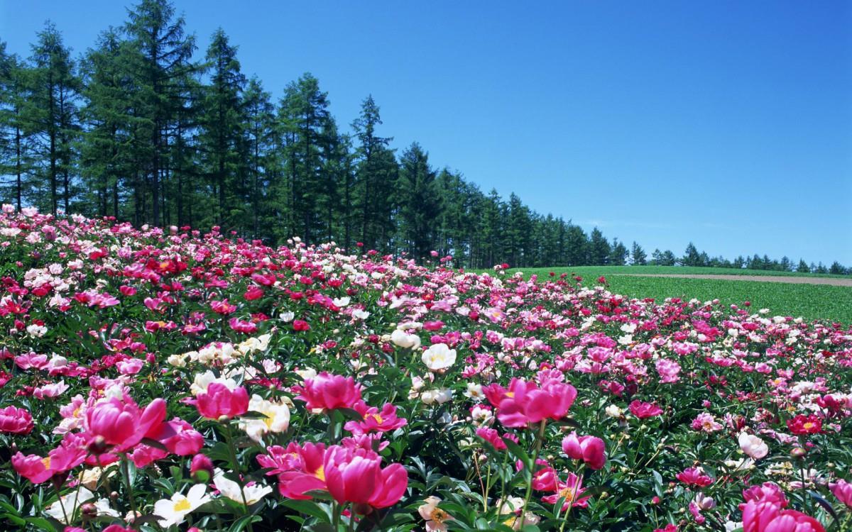 粉色花儿的海洋图片