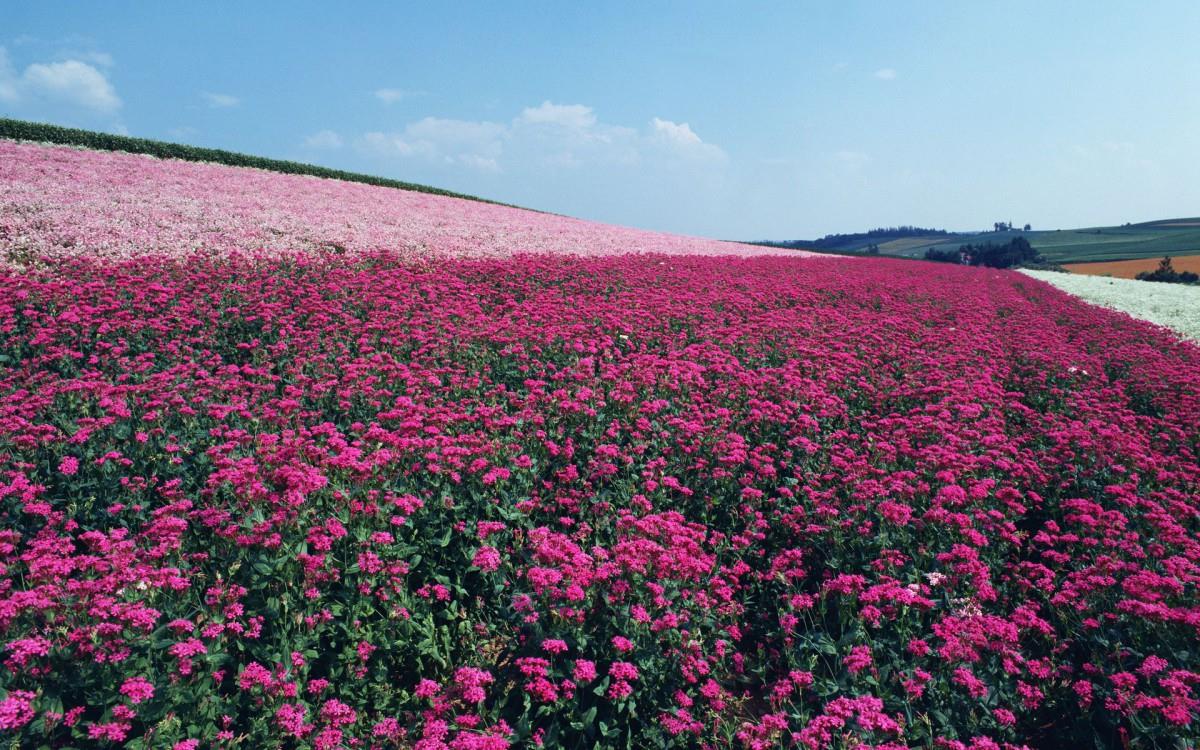 粉色花儿的海洋图片
