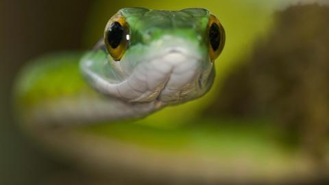 青蛇高清特写图片大全