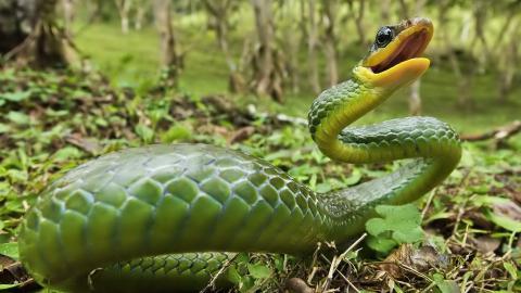 青蛇高清特写图片大全