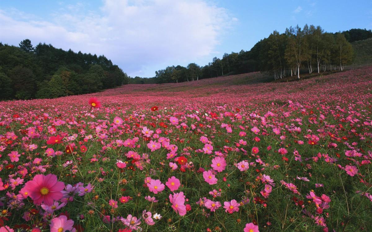 粉色花儿的海洋图片