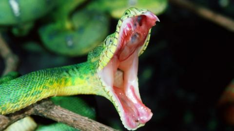 青蛇高清特写图片大全