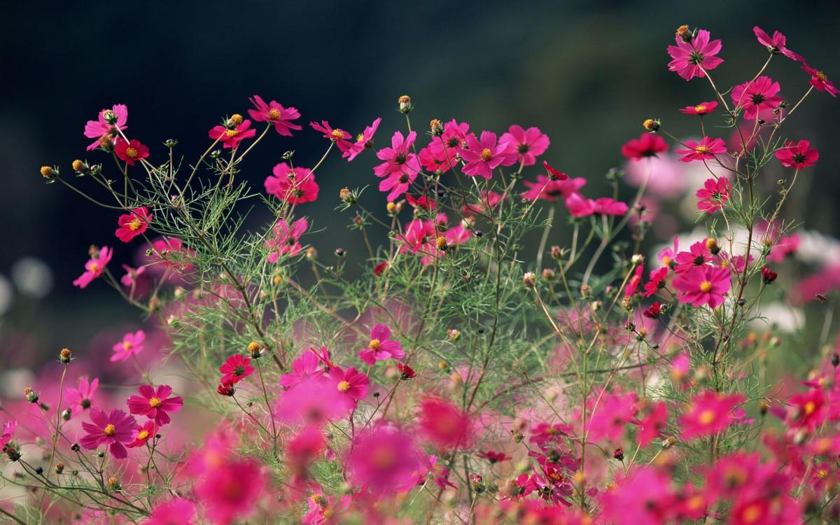 粉色花儿的海洋图片