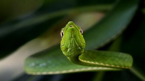 青蛇高清特写图片大全
