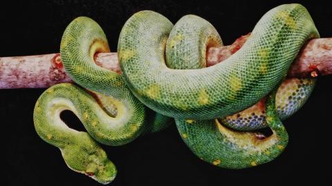 青蛇高清特写图片大全