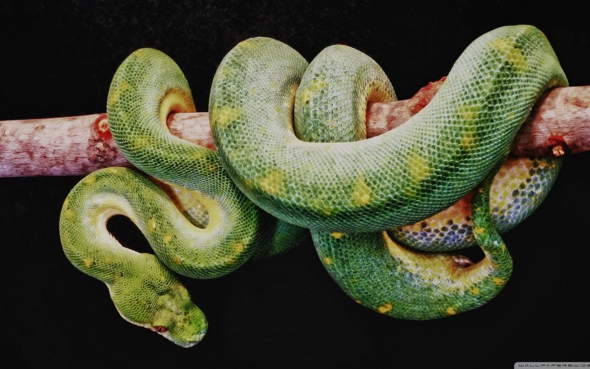 青蛇高清特写图片大全