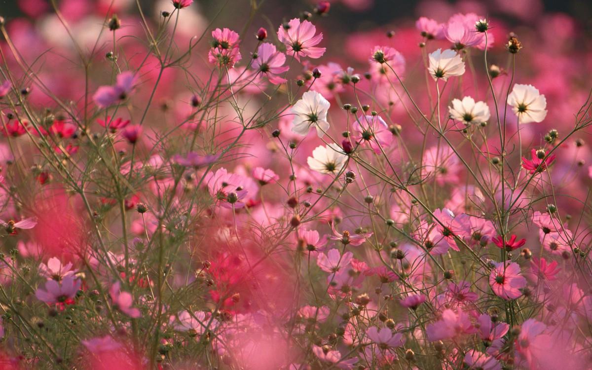 粉色花儿的海洋图片