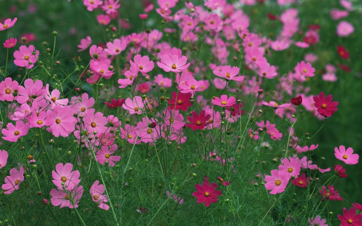 粉色花儿的海洋图片