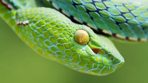 青蛇高清特写图片大全