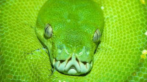 青蛇高清特写图片大全