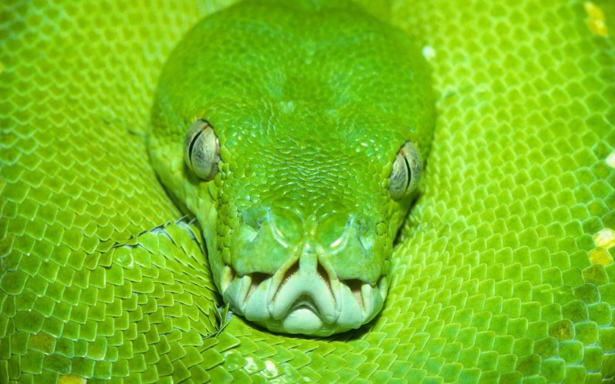 青蛇高清特写图片大全