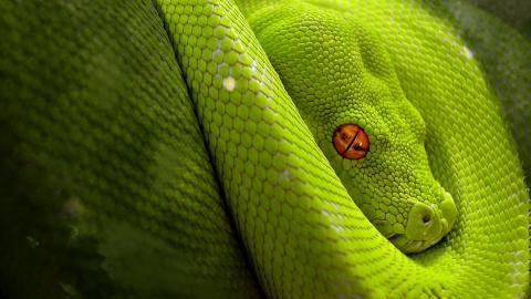 青蛇高清特写图片大全