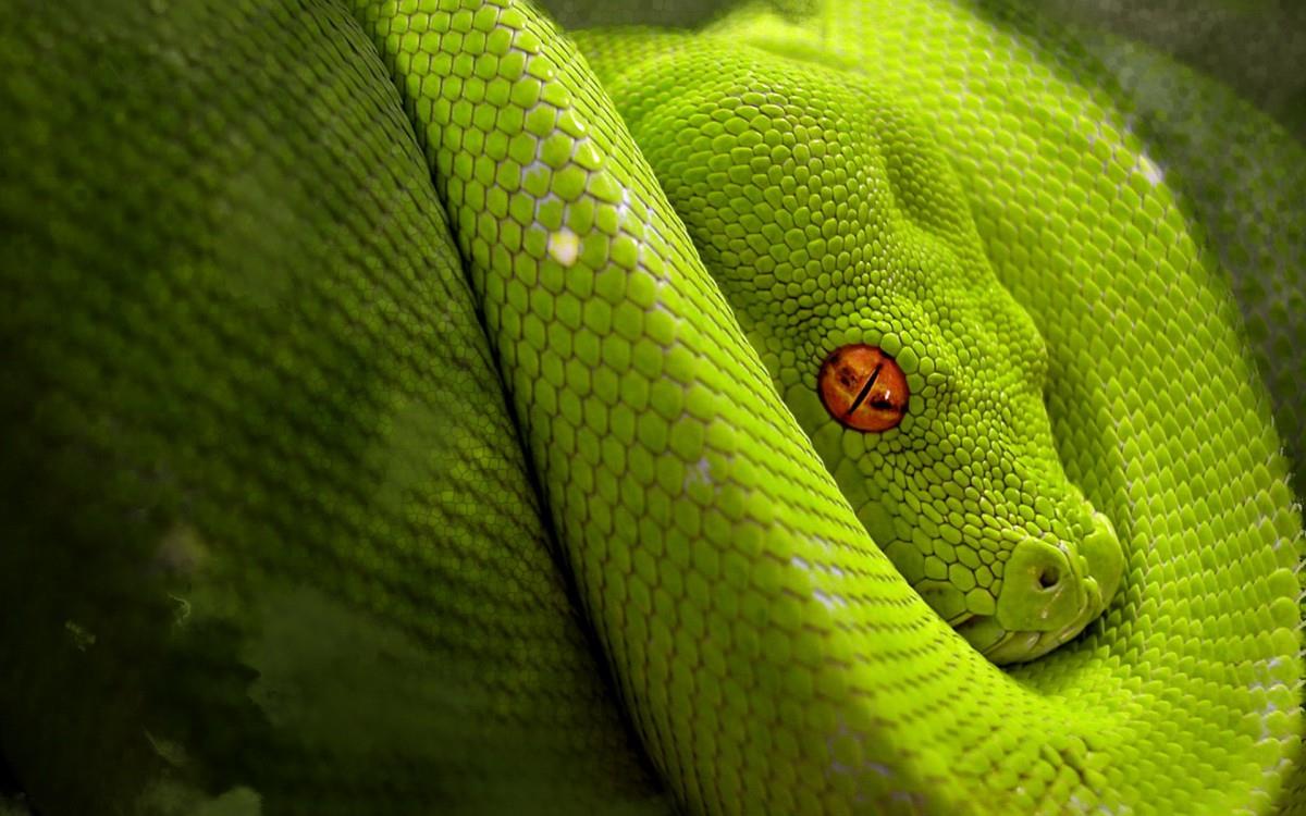 青蛇高清特写图片大全