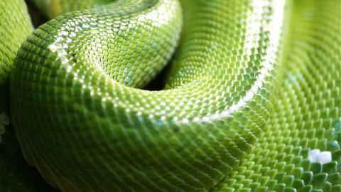 青蛇高清特写图片大全