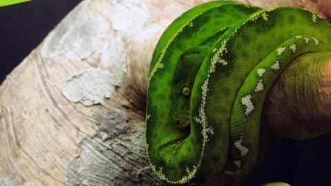 青蛇高清特写图片大全