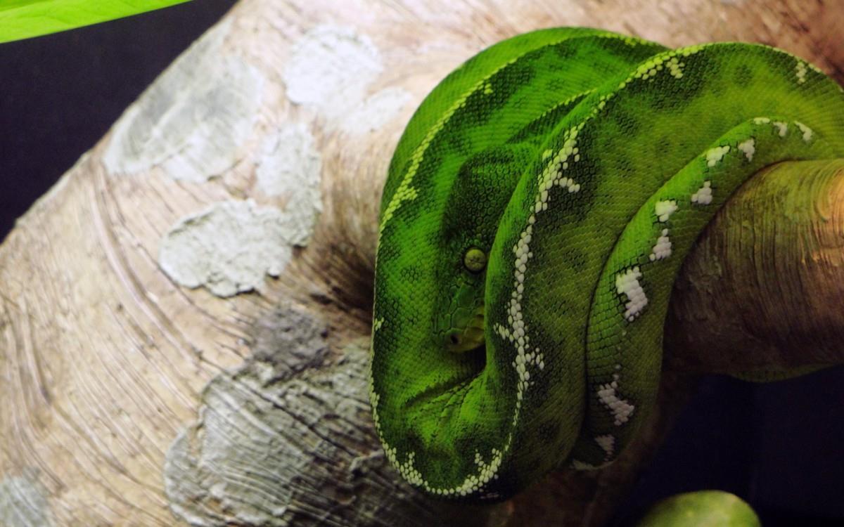 青蛇高清特写图片大全