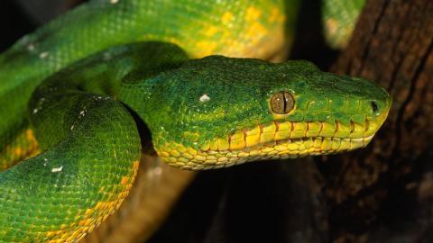 青蛇高清特写图片大全