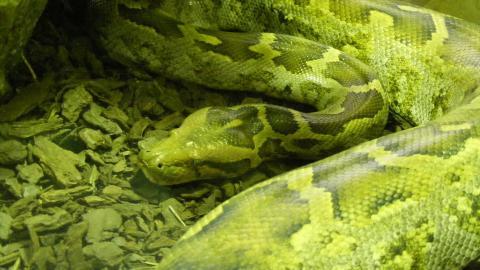 青蛇高清特写图片大全