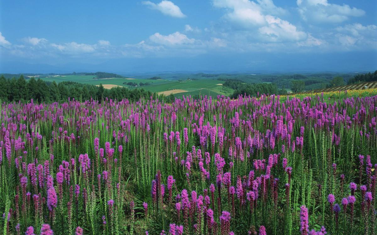 粉色花儿的海洋图片