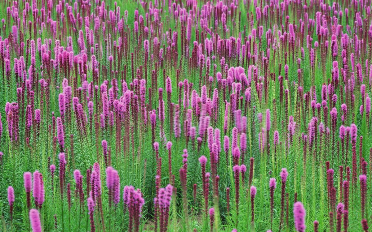 粉色花儿的海洋图片