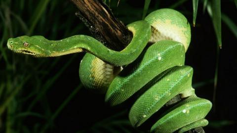 青蛇高清特写图片大全