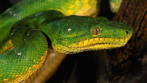 青蛇高清特写图片大全