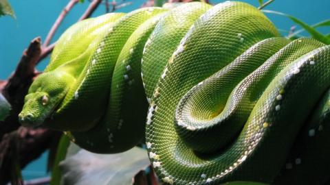 青蛇高清特写图片大全