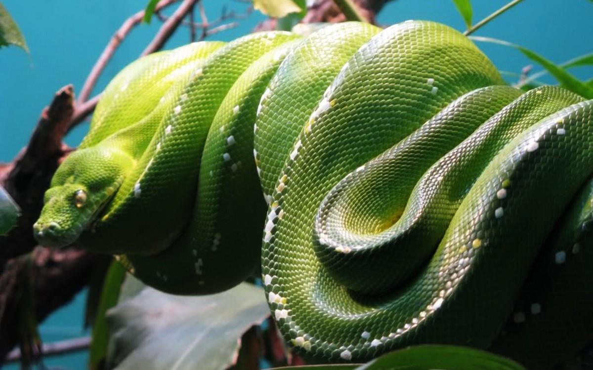 青蛇高清特写图片大全