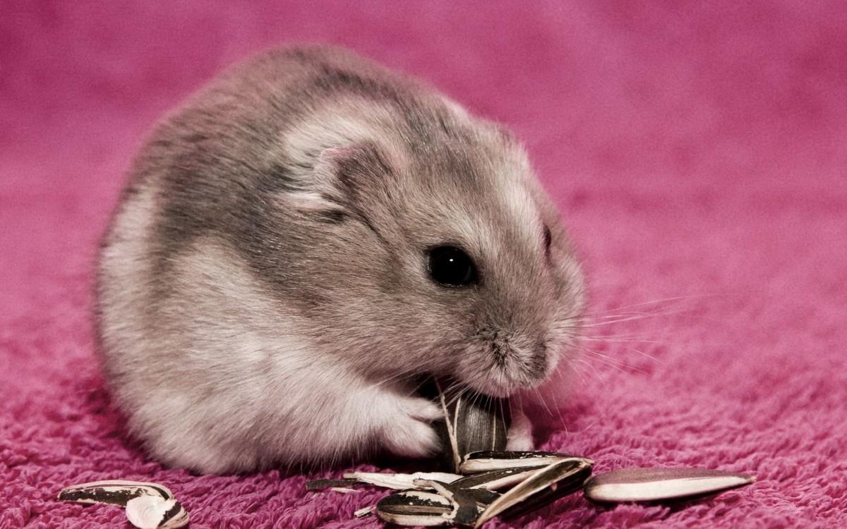 可爱宠物仓鼠图片大全