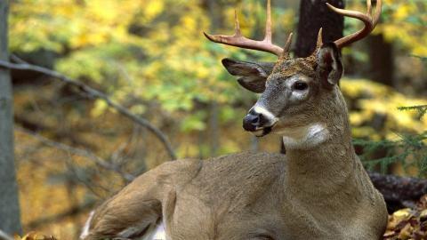森林麋鹿图片