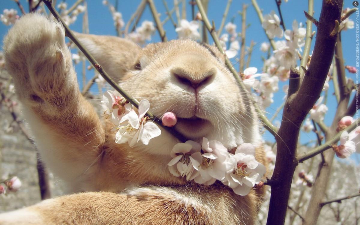 萌兔子“史大力”图片