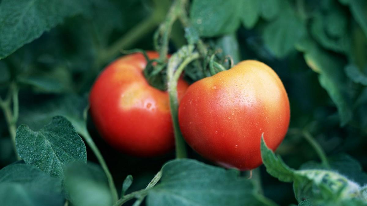 诱人的西红柿(番茄)图片大全