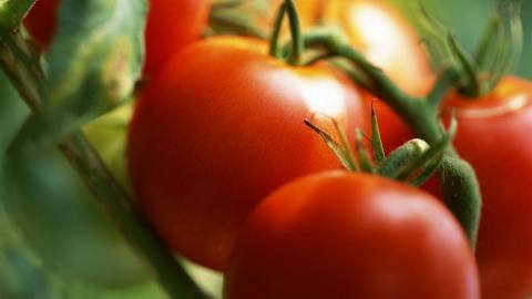 诱人的西红柿(番茄)图片大全